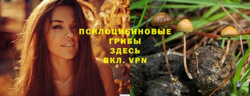 купить наркотик  Торжок  Псилоцибиновые грибы Magic Shrooms 